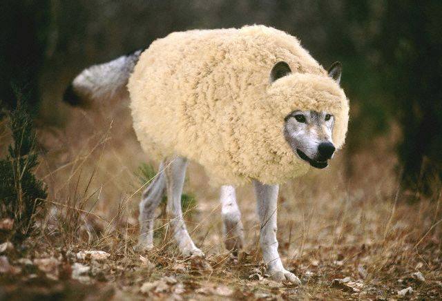 Wolfsheep.jpg